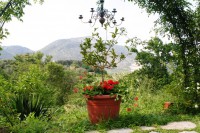 /album/i-fiori-di-casa-acquarella/a12a-img-8500-r-jpg/